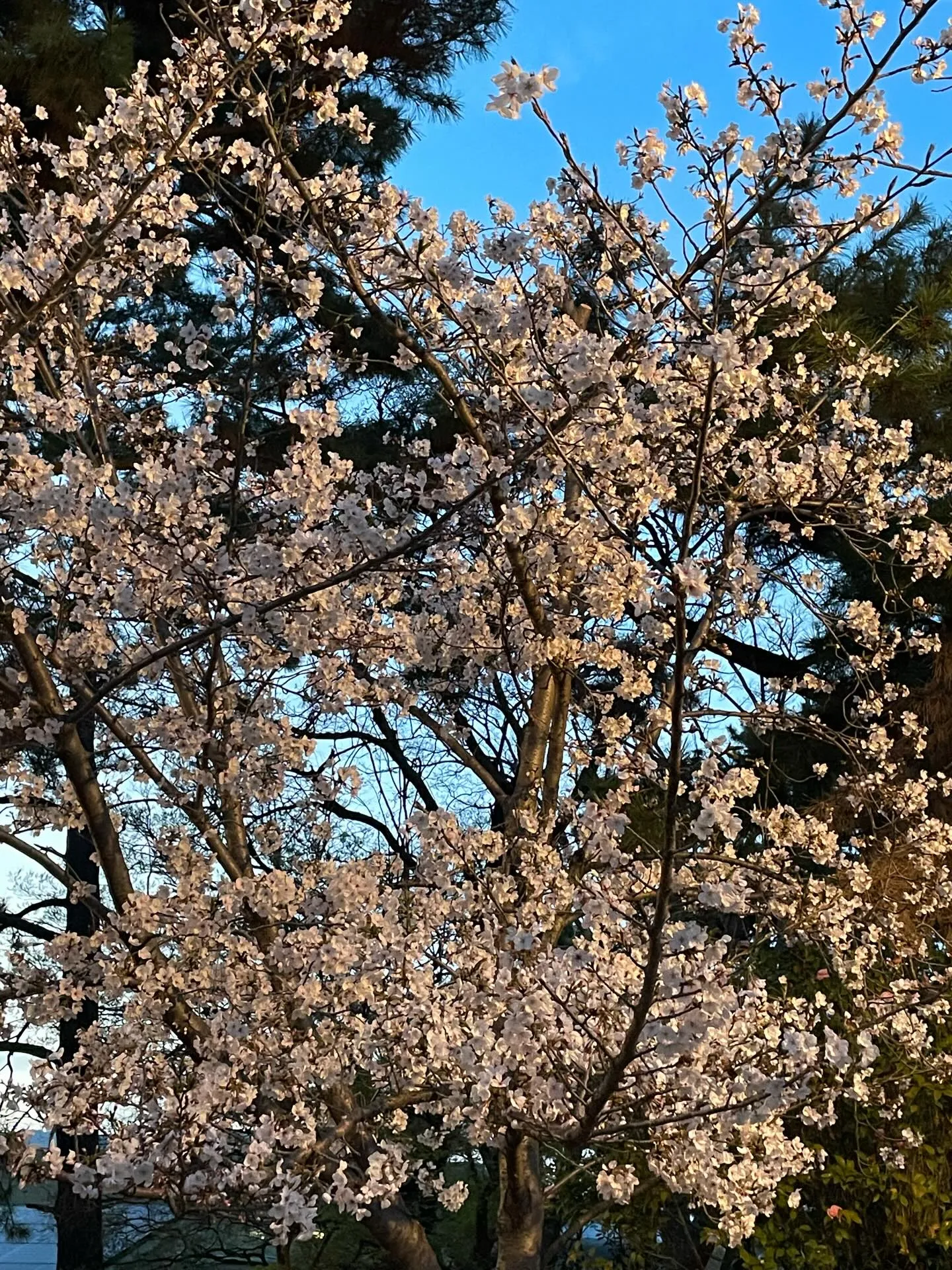 桜は毎年のことですが、