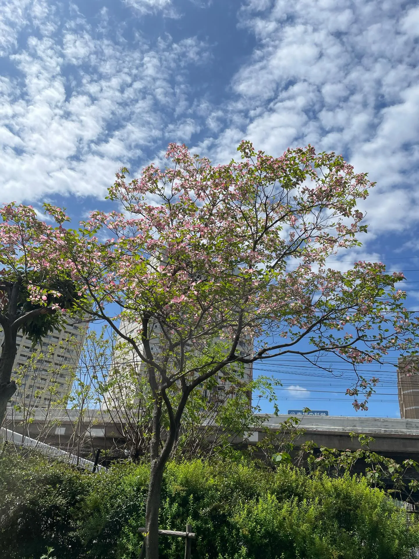 先日、キレイな花木を見つけまして、