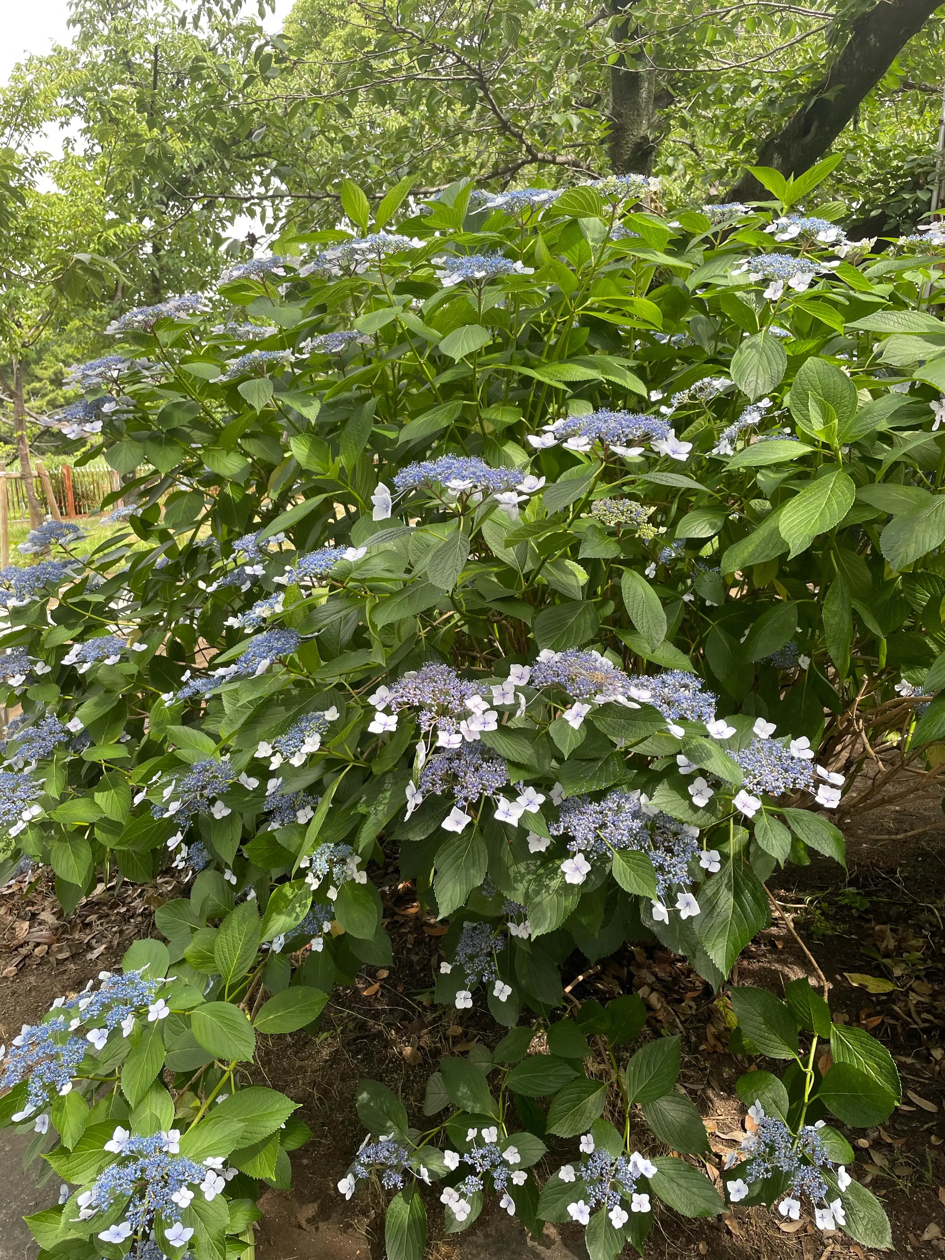 梅雨はあまり好ましくないですが、花が綺麗なのは歓迎ですね!