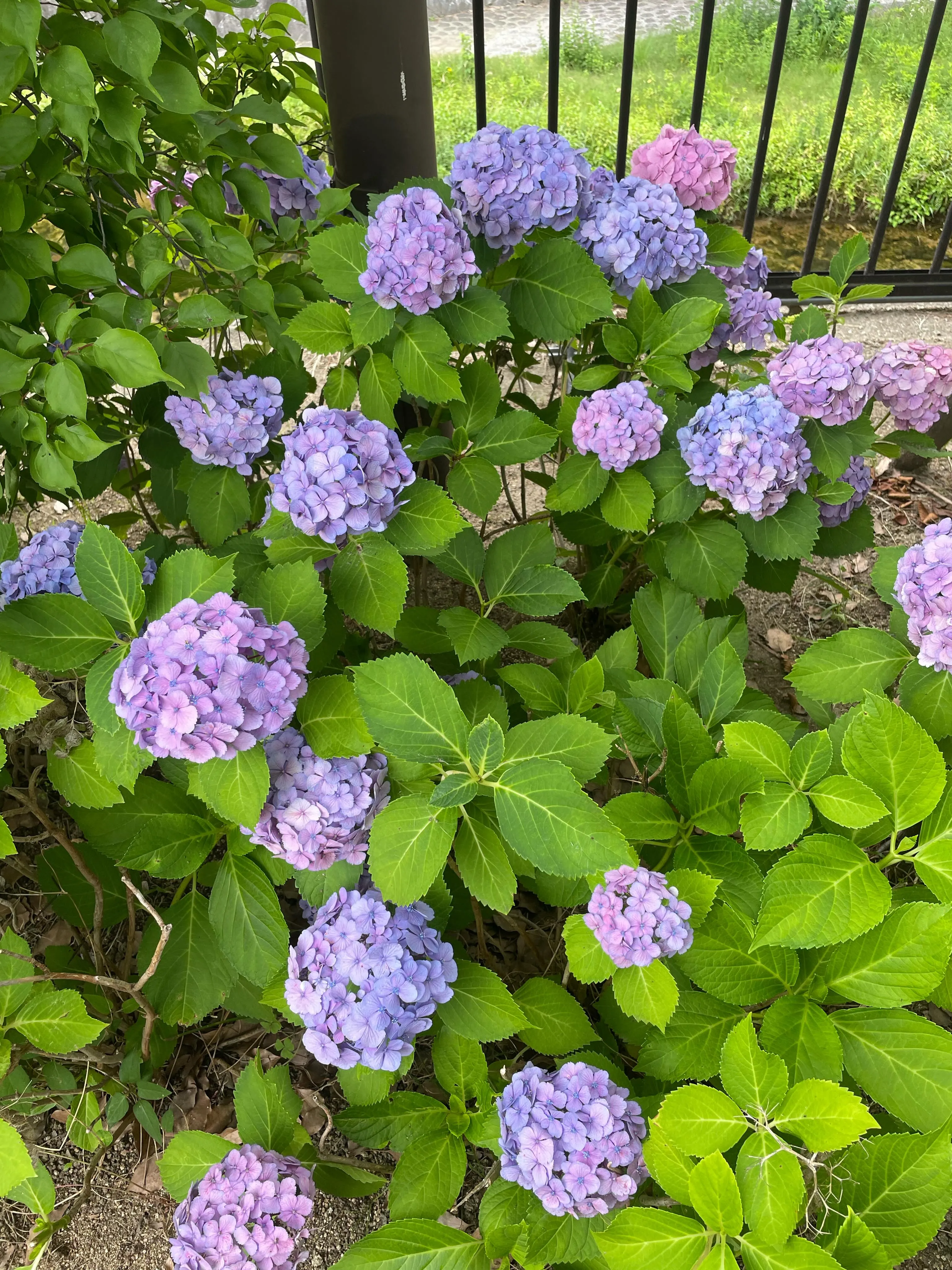 ジメジメした暑さを少し忘れさせてくれる紫陽花バンザイ…!