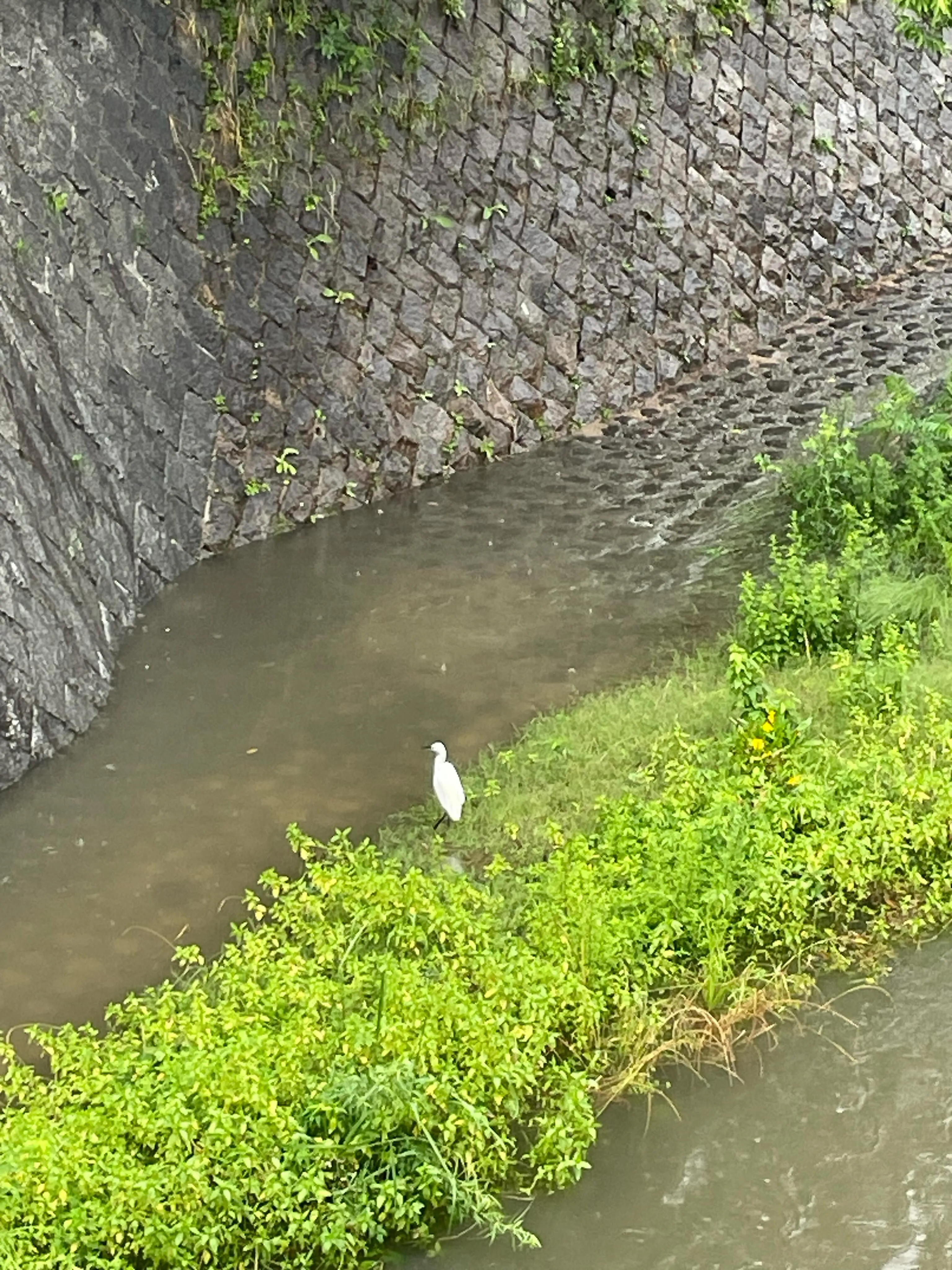 夙川にサギ?がいました。