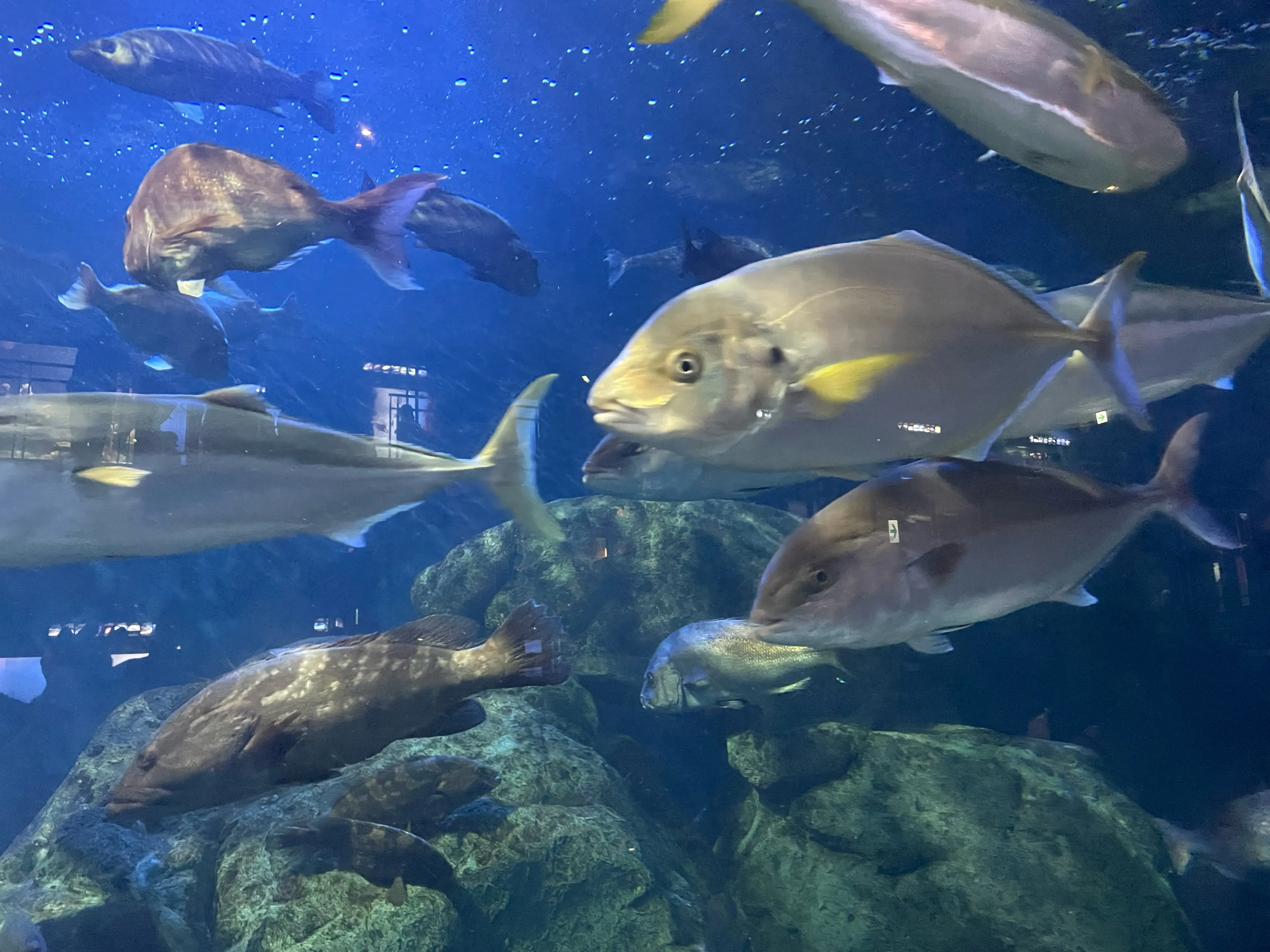 鳥羽水族館に行ってきました!