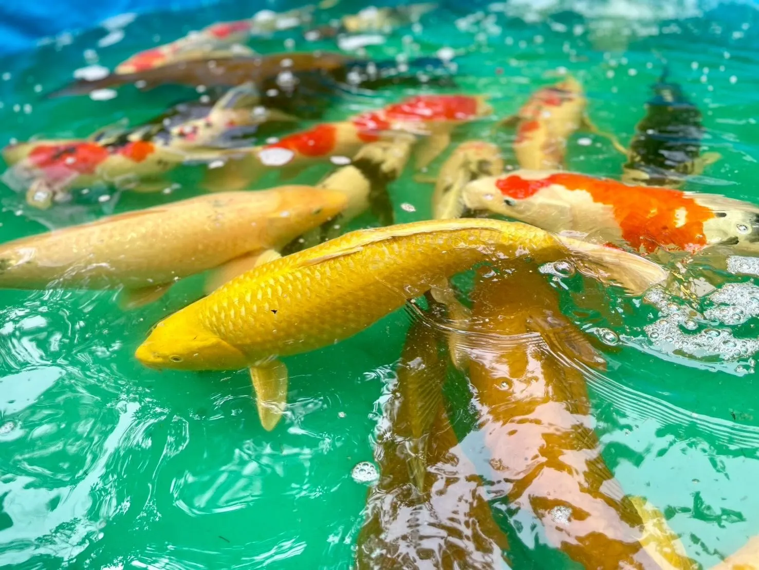 伊勢神宮の鯉が引越しなのか池の掃除なのか、集まっていました。